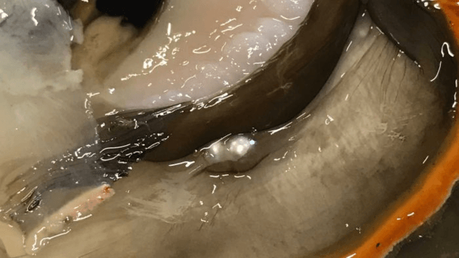 Cygnet Bay discovers two natural pearls in one shell Cygnet Bay discovers two natural pearls in one shell